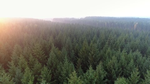 Aerial view of sunrise over misty morning forest flight. Drone shot flying over foggy European green pine and deciduous trees in the autumn. Majestic fall nature background in 4K resolution