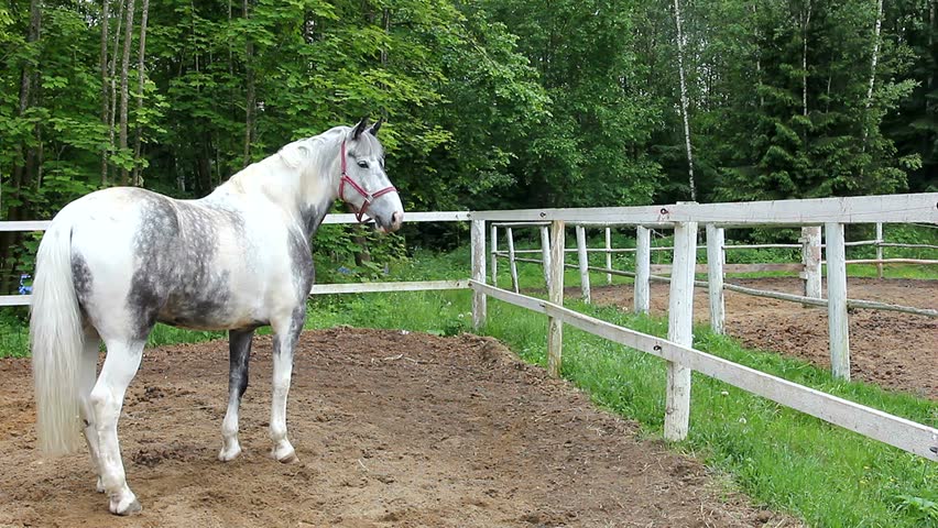 thoroughbred horse orlovsky great trotter racehorse Stock Footage Video ...