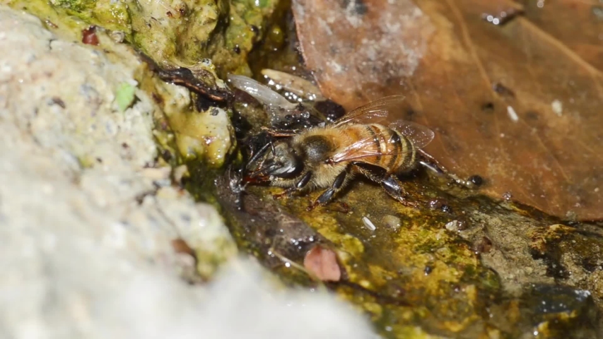 bees are drinking, Apis mellifica