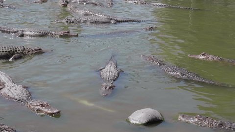 This is a video of a bunch of american alligators in a swamp. Shot on a GH5