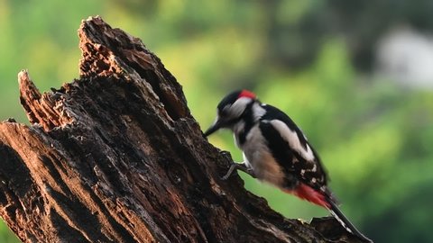 Great spotted woodpecker / greater spotted woodpecker (Dendrocopos major) male hammering on tree stump
