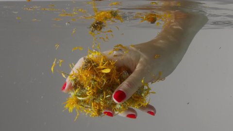 underwater view female hand push calendula yeallow dry flowers into the water and then mix it. Underwater view of yellow flowers floating into the water