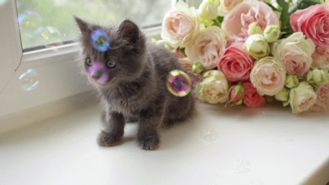 A cute gray kitten sits on the windowsill and looks at the soap bubbles. Cat against the background of beautiful roses. Kitten looks at the balls.