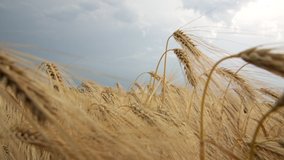 Yellow spikelets of wheat in cloudy weather