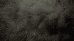 4k Cat Wool Texture Background