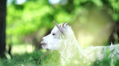 A small goat is lying on a green meadow on a Sunny summer day and chewing grass