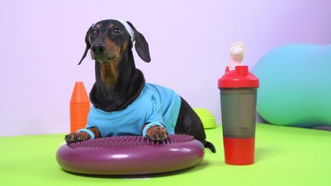 Funny dachshund dog in sports uniform with soft hair band on head to protect face from sweat lies on silicone balancing disk and is going to do fitness, plastic bottle of water is nearby