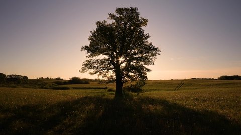 Lonely oak tree in the natural wild meadow during a spectacular sunrise. Sunbeams glitter through tree crown during camera approach towards the tree. Rural scenery. Beautiful natural landscape. POV.