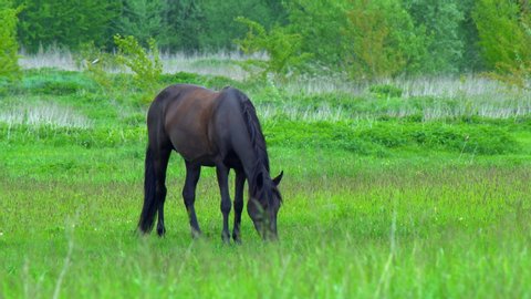 Beautiful thoroughbred horses graze pinching grass in a picturesque spring meadow