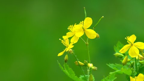 Chelidonium majus. Yellow flower of greater celandine swaying blown by wind in spring or summer. Greater celandine is a medicinal herb used in both traditional pharmacology and phytotherapy