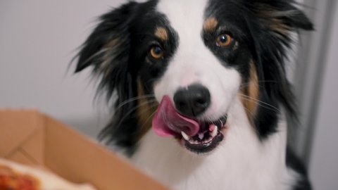 Cute funny Australian Shepherd Dog and big pizza. Hungry dog looking pitifully on table with food.