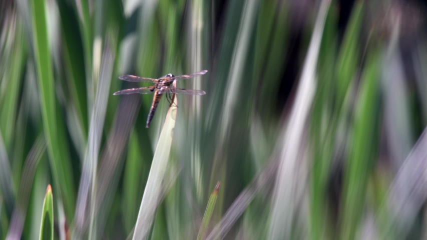 Four-spotted chaser (Libellula quadrimaculata) resting on a reeds swaying in the strong wind. Shallow depth of field, colorful green background.