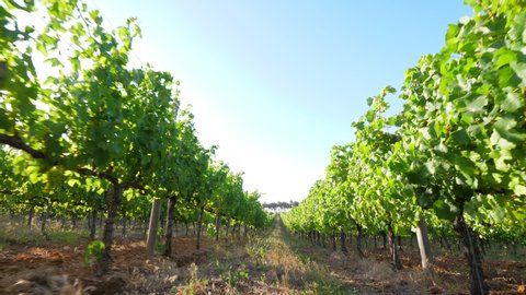 Lush green leaves of vineyard, camera quickly move back along aisle between plants. Wine growing area at Portugal, middle of summer time. Sun light flash through leaves