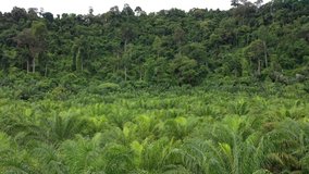 Aerial drone video of palm oil plantation and tropical rainforest. Forest has been cut down and replaced with oil palms. Deforestation for agriculture environmental problem