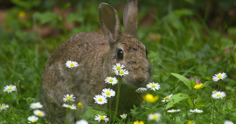 Cute rabbit nibbles on wild flowers and grass chewing stem