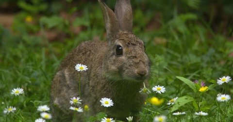 Adorable rabbit nibbles daisy flower stem in summer meadow