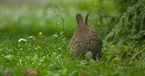 Beautiful wild rabbit hops through wildflower meadow grazing nibbling grass Ireland wildlife