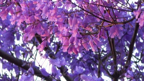 Cinematic shot of Jacaranda tree in full bloom in Southern California
