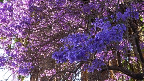 Arbol Del Jacaranda Videos De Stock Videoclips En 4k Y Hd Shutterstock Arbol Del Jacaranda Videos De Stock Videoclips En 4k Y Hd Shutterstock