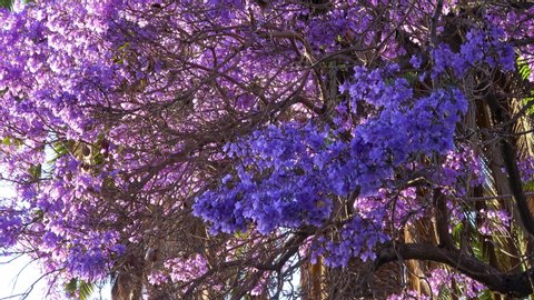 Jacaranda Tree Stock Video Footage 4k And Hd Video Clips Shutterstock