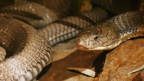 GOSFORD, AUSTRALIA - AUG, 30, 2012: close up of the head of a king cobra, the world's longest venomous snake