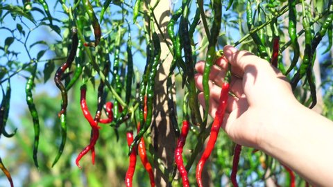 Cayenne pepper in plant, Close up hand Picking chili from the plant