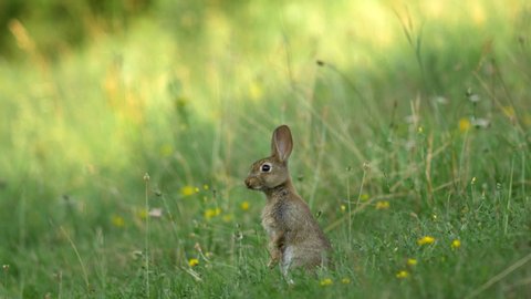 a young wild rabbit is on the lookout in a meadow.