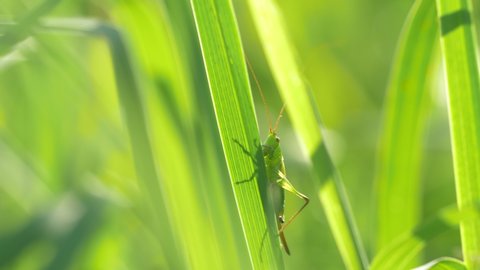 a grasshopper hides behind a blade of grass