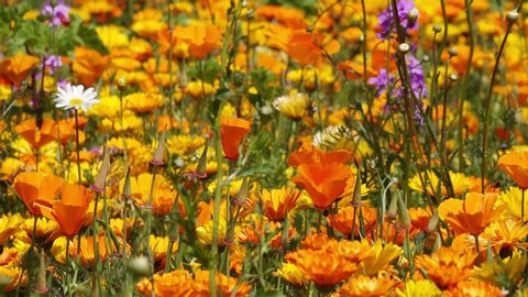Eschscholzia californica poppy and  marigold in front of flower field in the nature 