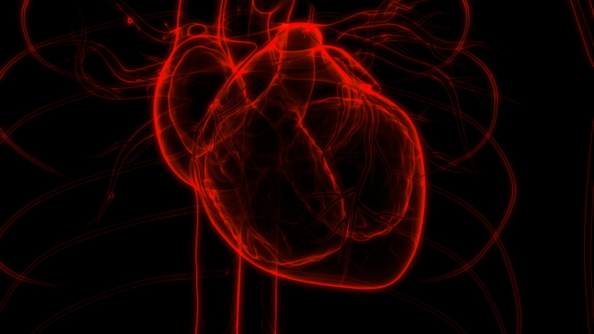 Human Circulatory System Heart Beat Anatomy Animation Concept. 3D