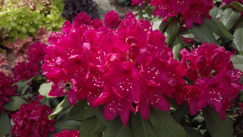 Blooming pink purple rhododendron in garden, steady shot, slow motion