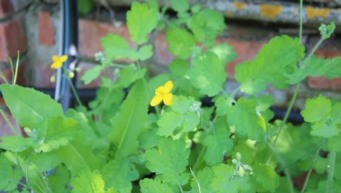 The yellow flower of medicinal celandine sways, the wind blows in spring or summer. Greater celandine is a medicinal plant with a powerful antiviral and antimicrobial effect both in traditional pharma