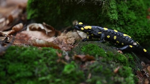 Fire salamander steps into the rainforest at Vitosha Mountain