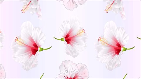 Flor De Jasmim Branco Ilustracao Stock Video Footage 4k And Hd Video Clips Shutterstock