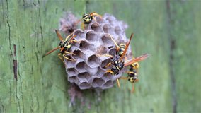 The wasp family sees on its paper nest where larvae are grown and fed. Green painted green old wood background. Care for offspring, pests and biting insects.Wildlife in a static video.Threat response.