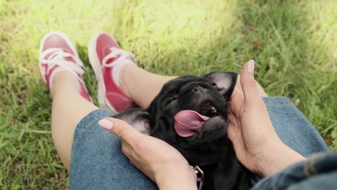 A woman is doing a massage to a happy and relaxed black pug puppy. A lazy dog scratches behind the ears. Dog lover and happy pet