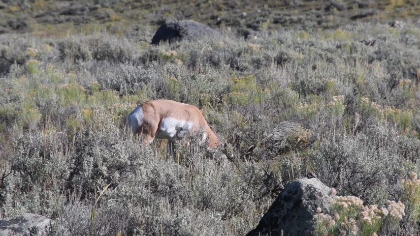 A Pronghorn Buck grazes on grass among the Sage brush in the Lamar Valley, Yellowstone National Park. Camera follows the animal.