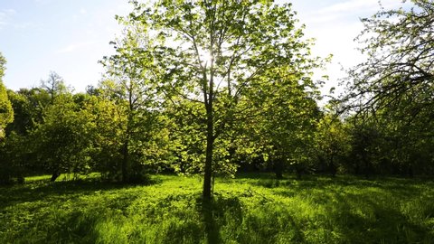 Rays of the rising sun break through the branches of a green maple tree during forward dolly camera movement. Summer in the park. Cinematic, beautiful natural green summer background in motion.