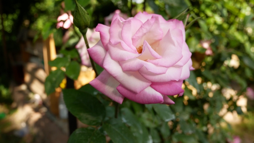 Beautiful blooming pink rose in the garden in the rays of the setting sun. The core and stamens are visible. Flowers in the garden, summer vacation