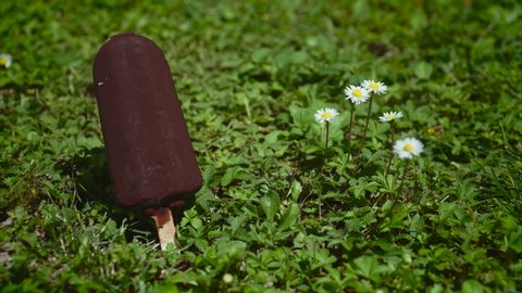 a time-lapse of a forgotten chocolate ice cream melting on a sunny day with some daisies in a garden