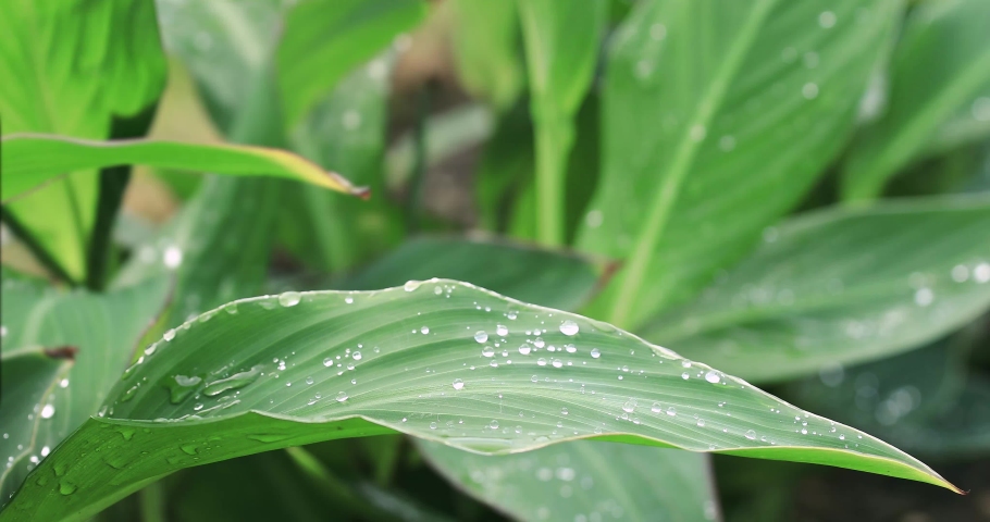 Green leaves background after a rain image - Free stock photo - Public ...