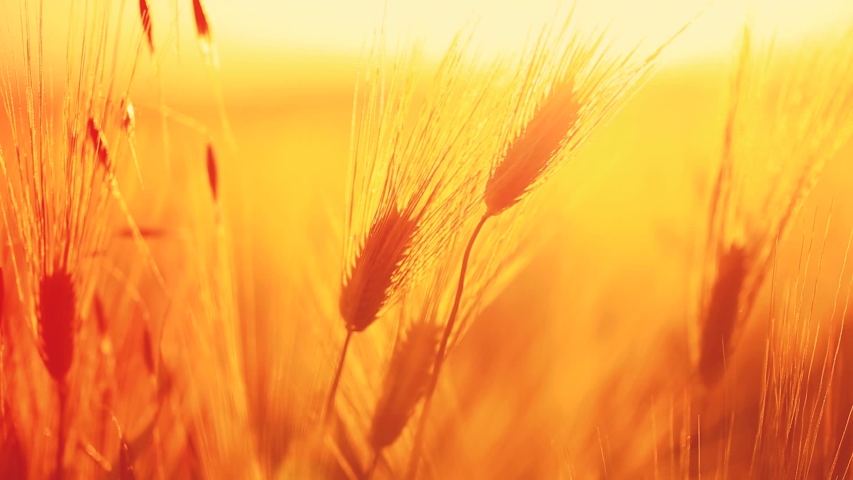 Поле с колосьями. Золотой рассвет картинки. Зрелый рис на полях. Рожь на ветру. Sholichilik.