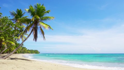 Palm trees and sea, sunny summer day in the Atlantic ocean. Punta Cana Dominican republic Caribbean Sea and sky and beach landscape. Big white waves lie on a wild white sand beach.