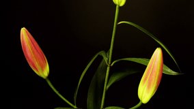 Back and forth style looping gif video of lily flower heads opening and closing against black background