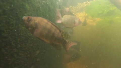 Nile tilapia fish eat algae on the shore of pond