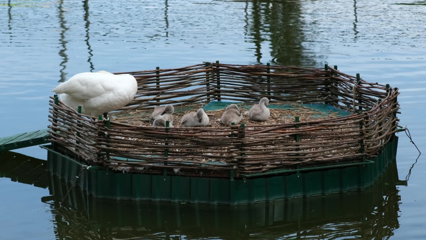 A family of swans in a nest on a city pond. Mother and Chicks clean their feathers after a walk.