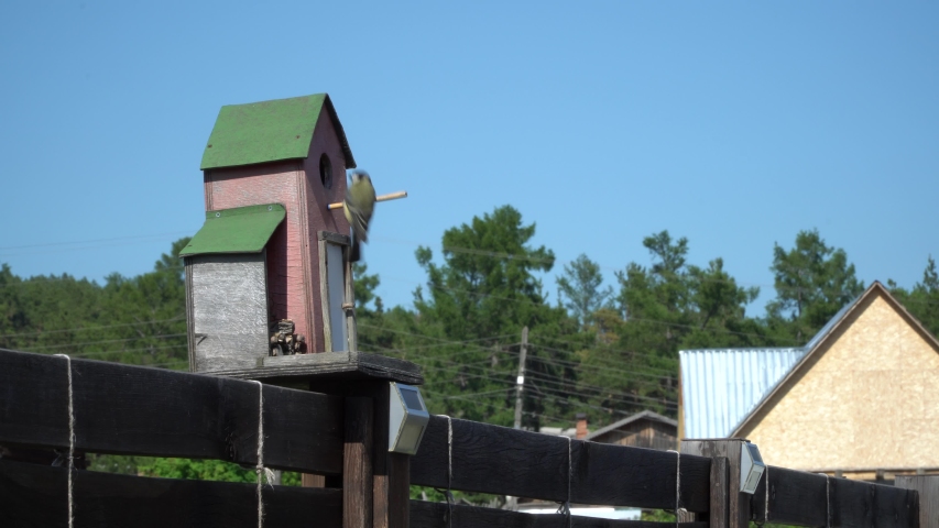 the bird gets out of the birdhouse and flies away