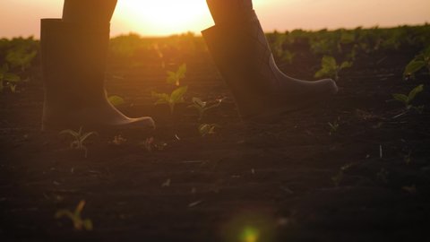 Farmer goes with rubber boots along green field. Rubber boots for work use. A worker go with his rubber boots at sunset time. Concept of agricultural business. Steadicam video.