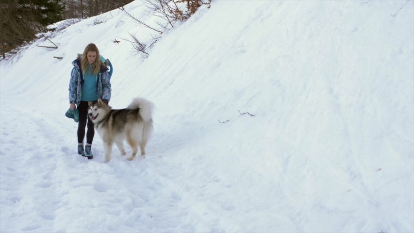 Cute alaskan malamute and sporty young woman walk in snow, frontal slowmo