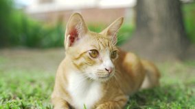 Close Up Portrait Orange Cat Sitting on Green Grass in Park, Look and Interesting Around
